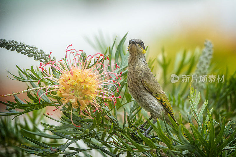 黄脸蜜蜂(Caligavis chrysops)